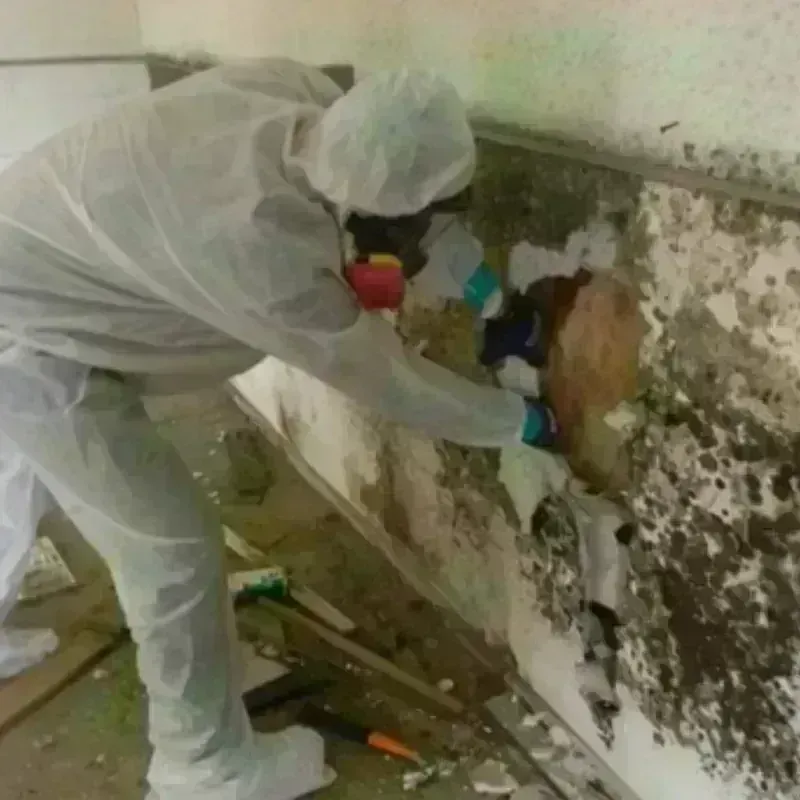 Mold Remediation and Removal in Polson, MT